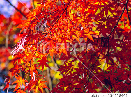 桜山公園　紅葉風景1ー35 134218461