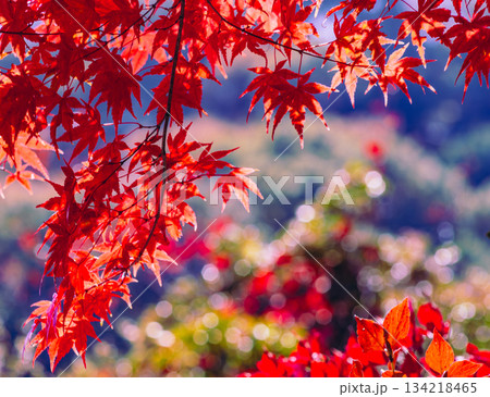 桜山公園　紅葉風景1ー39 134218465