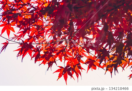 桜山公園　紅葉風景1ー40 134218466