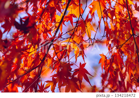 桜山公園　紅葉風景1ー46 134218472