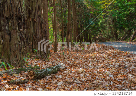 落ち葉散り積もる針葉樹林　京都府笠置町 134218714