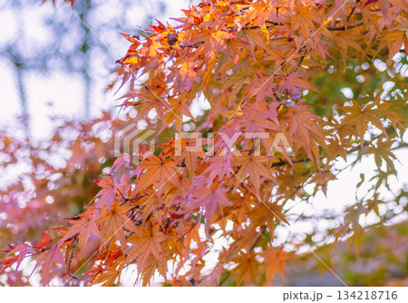 桜山公園　紅葉風景2ー18 134218716