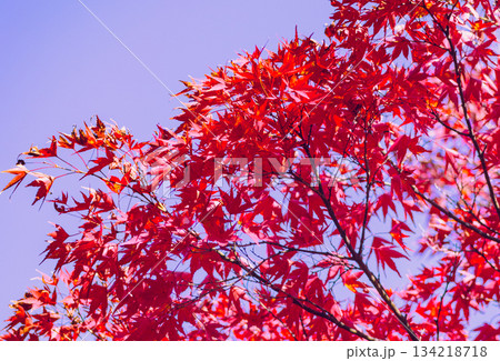 桜山公園 紅葉風景2ー20 桜山公園 紅葉風景2ー20 134218718