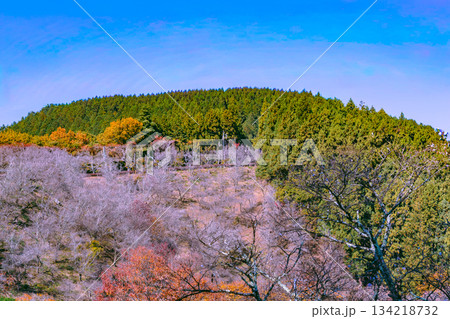 桜山公園　紅葉風景2ー58 134218732
