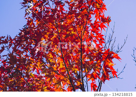 桜山公園　紅葉風景2ー1 134218815