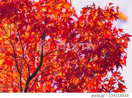 桜山公園　紅葉風景2ー4 134218818