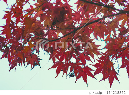 桜山公園　紅葉風景2ー8 134218822