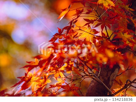 桜山公園　紅葉風景2ー30 134218836