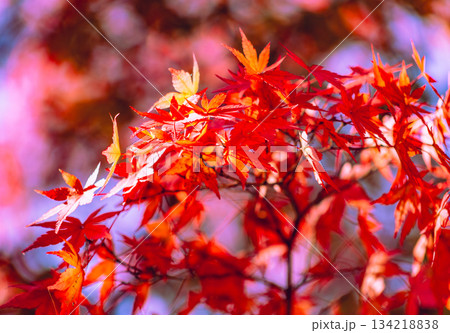 桜山公園　紅葉風景2ー32 134218838