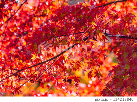 桜山公園　紅葉風景2ー34 134218840