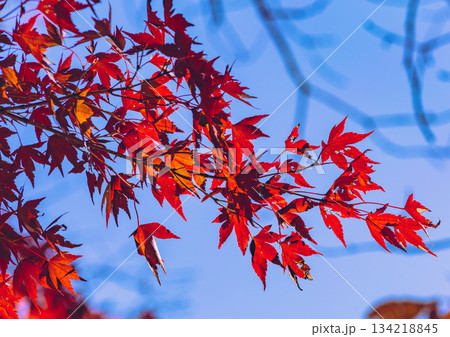 桜山公園　紅葉風景2ー42 134218845