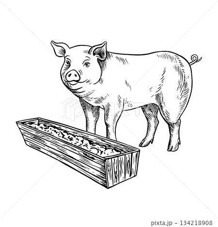 A pig eating from a trough, seen in profile. Black and white vector illustration drawn by hand. Perfect for livestock farms or agricultural projects. Also suitable for labels, packaging, and more. 134218908