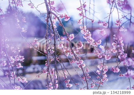 川沿いに揺れる桜 134218999