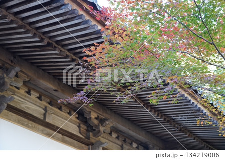 紅葉（修善寺） 134219006