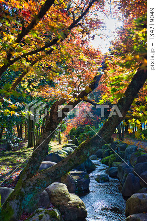 晩秋の公園風景 晩秋の公園風景 134219049