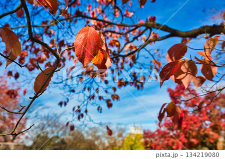 晩秋の公園風景 134219080