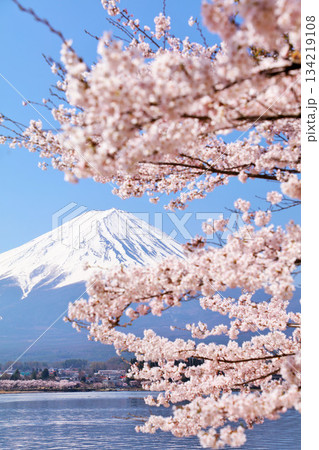 日本の春　富士山と桜 134219108