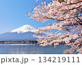 日本の春　富士山と桜 134219111