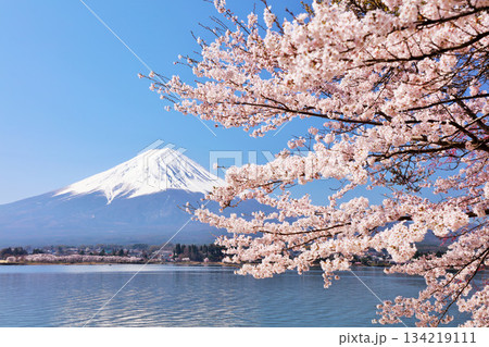 日本の春 富士山と桜 日本の春 富士山と桜 134219111