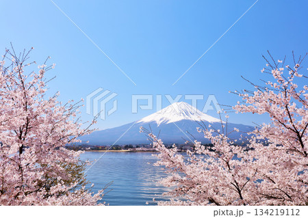 日本の春　富士山と桜 134219112