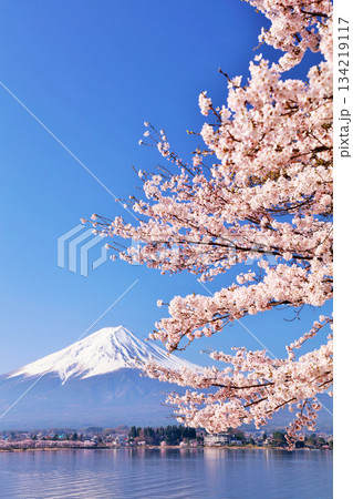 日本の春　富士山と桜 134219117