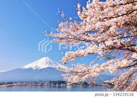 日本の春 富士山と桜 日本の春 富士山と桜 134219118