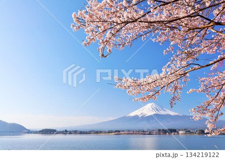 日本の春　富士山と桜 134219122