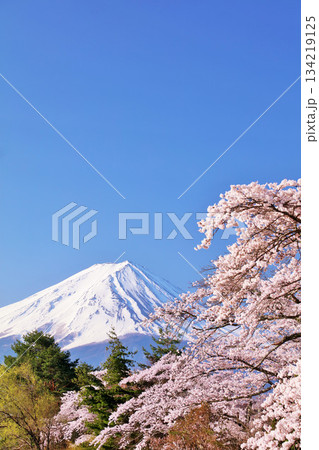 日本の春　富士山と桜 134219125