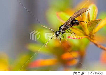 トゲアリの女王 134219224