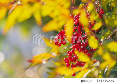 日差しを受けて輝くナンテンの赤い実 134219225