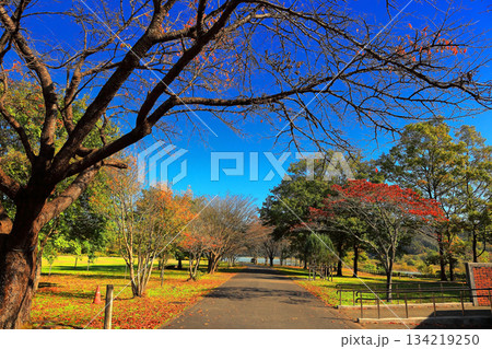 国営みちのく杜の湖畔公園　秋風景 134219250