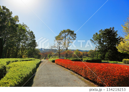国営みちのく杜の湖畔公園 秋風景 国営みちのく杜の湖畔公園 秋風景 134219253