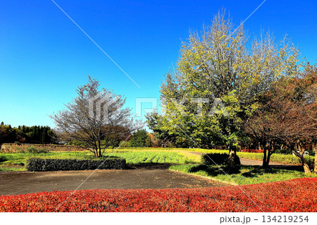 国営みちのく杜の湖畔公園　秋風景 134219254