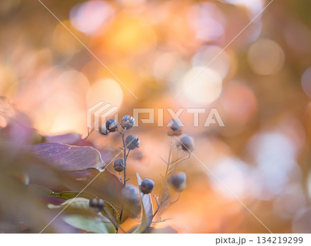 秋の日差しを浴びる紅葉 134219299
