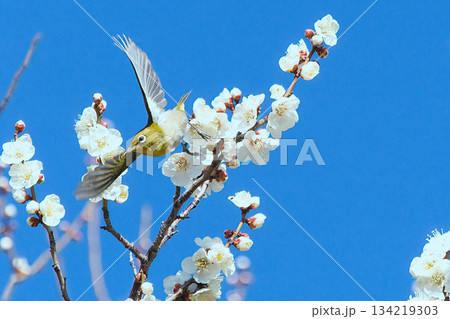 梅の蜜を吸うメジロ 134219303