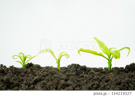 web banner business and finance investment and saving activity with small tree on gold coin arrange on soil and white isolated background web banner business and finance investment and saving activity with small tree on gold coin arrange on soil and white isolated background 134219327