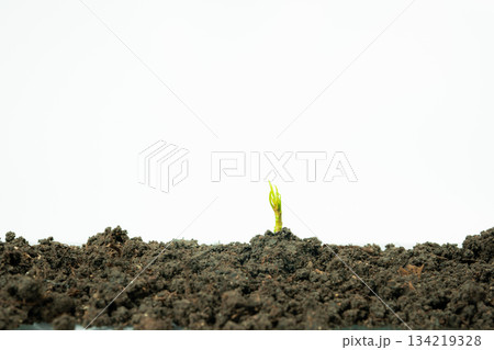 web banner business and finance investment and saving activity with small tree on gold coin arrange on soil and white isolated background 134219328