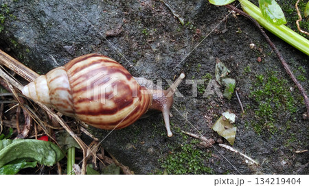 A garden snail crawls on the mossy ground. 134219404