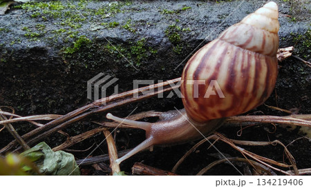 A garden snail crawls on the mossy ground. 134219406