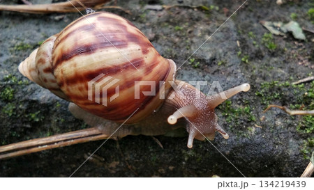 A garden snail crawls on the mossy ground. 134219439