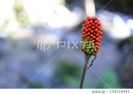 マムシグサ 134219441