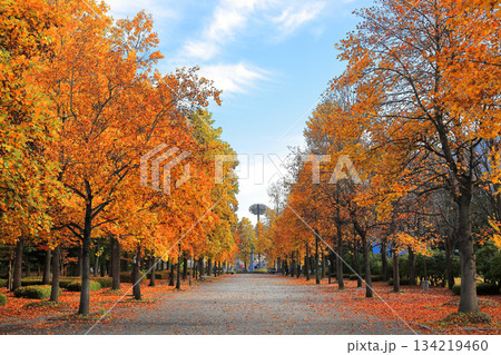山形県総合運動公園 いちょう並木 山形県総合運動公園 いちょう並木 134219460