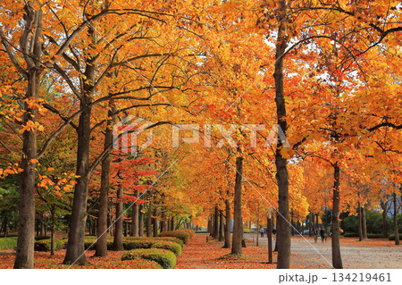 山形県総合運動公園 いちょう並木 134219461