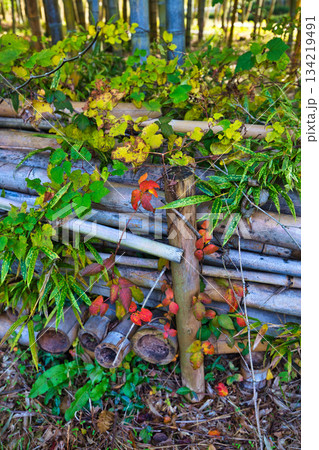 竹林の秋 134219491