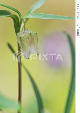 コシノコバイモの花 134219545