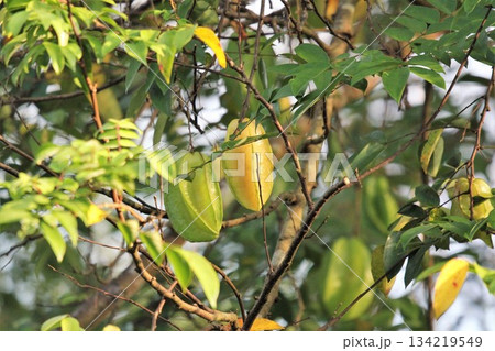 green leaves of starfruit tree 134219549