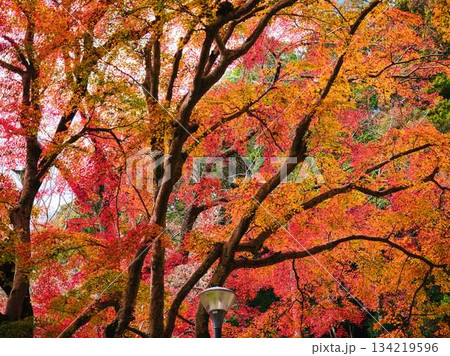 《高知県》紅葉 《高知県》紅葉 134219596