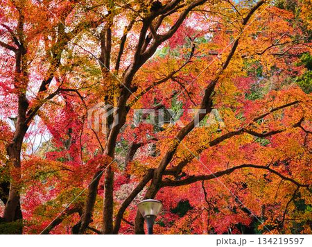 《高知県》紅葉 134219597