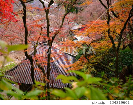 《高知県》紅葉 《高知県》紅葉 134219601