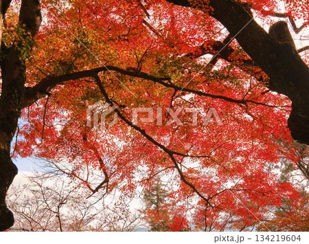 《高知県》紅葉 134219604